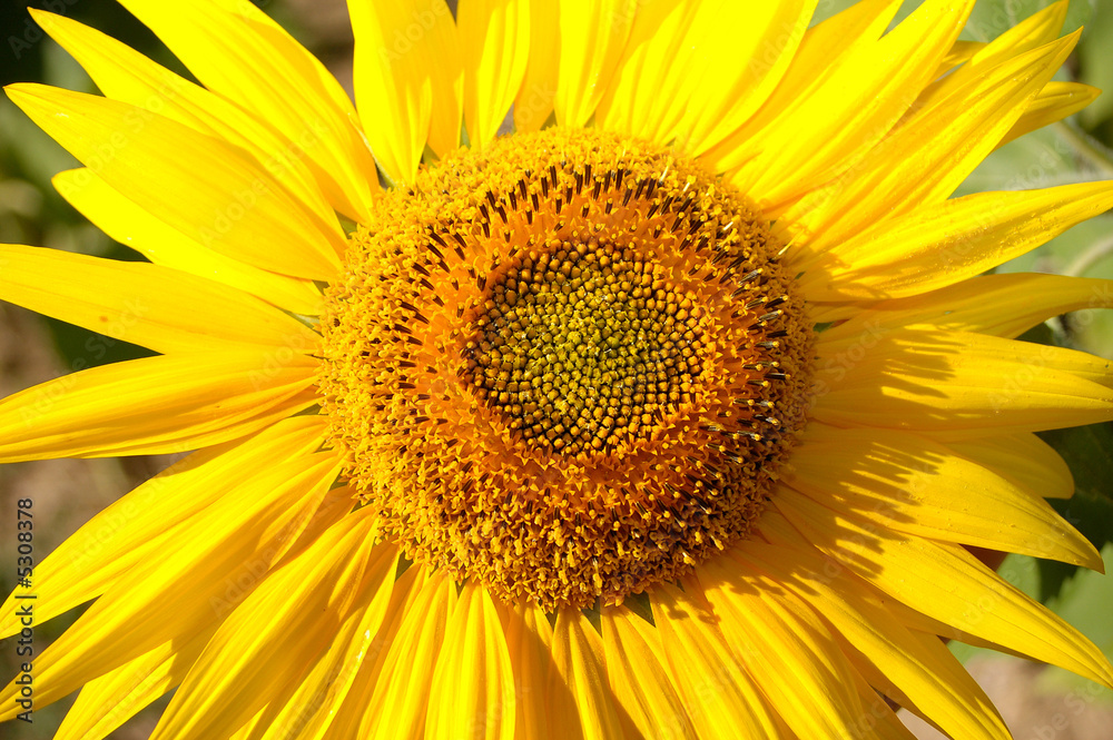 tournesol tournesol