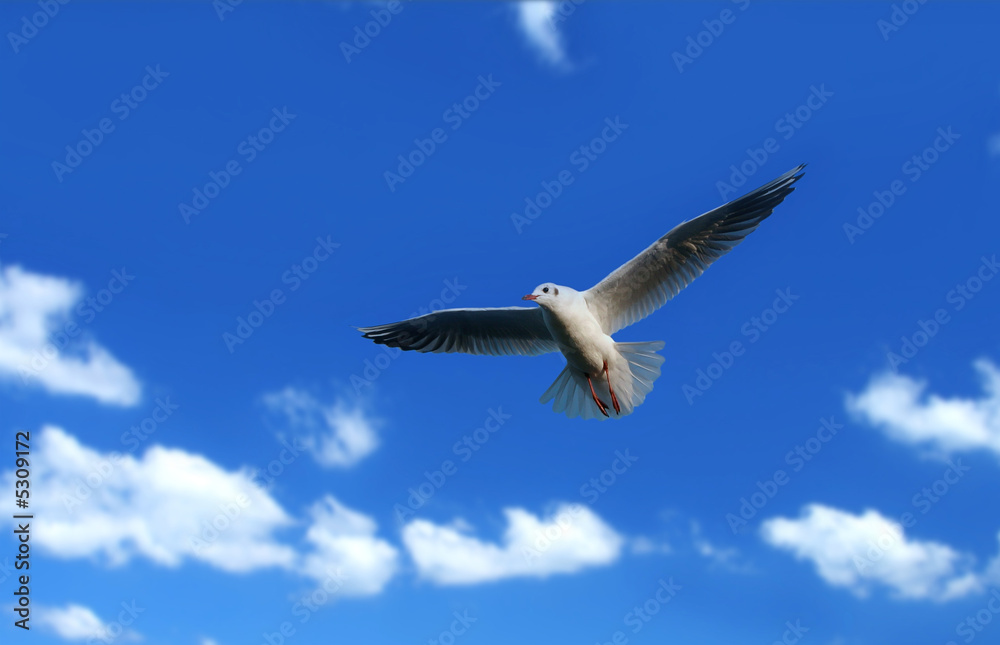 Fototapeta premium flying seagull