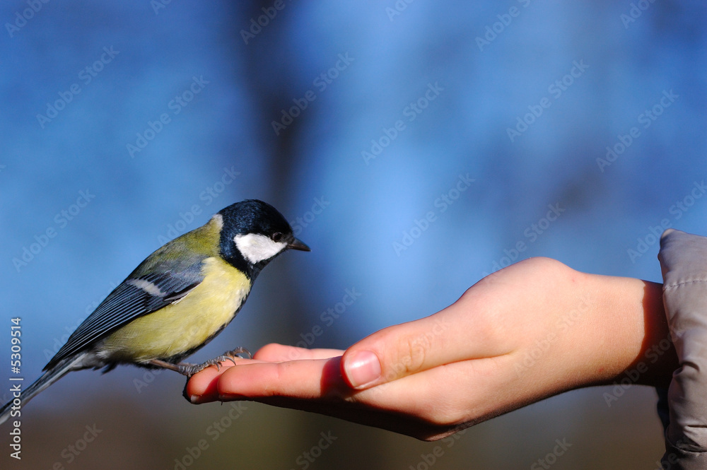Fototapeta premium mésange