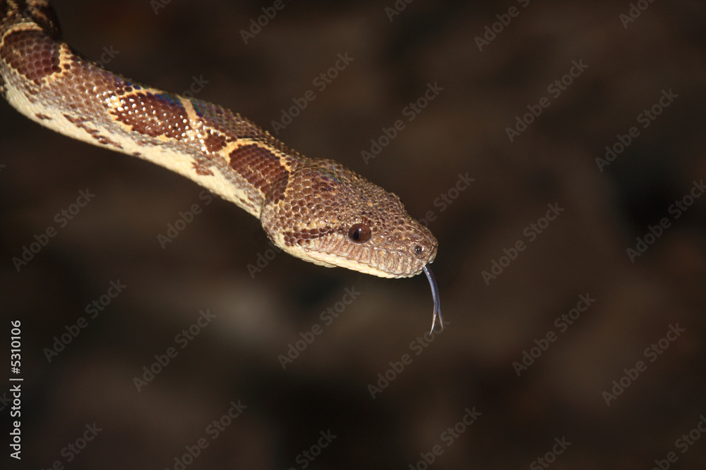 Obraz premium Tree Boa