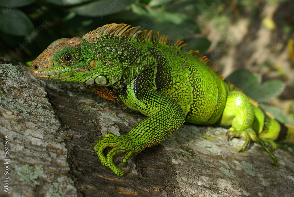 iguana