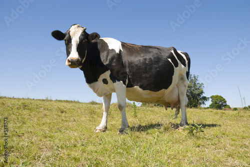 Cattle