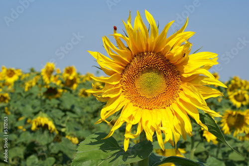 a different kind of sunflower against a blue sky