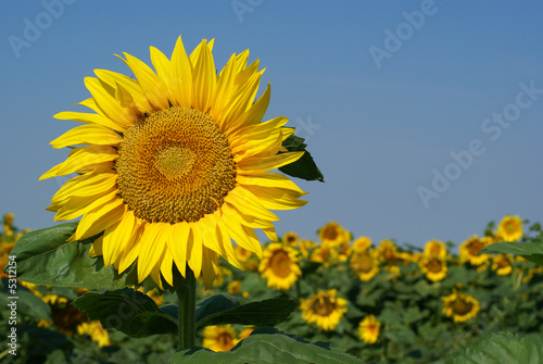 a different kind of sunflower against a blue sky