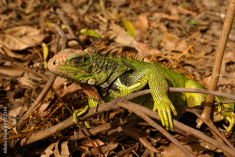 Fototapeta premium iguana