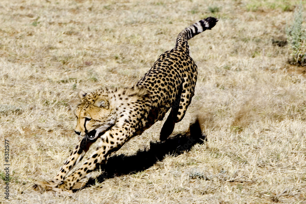 Naklejka premium Playing Cheetah
