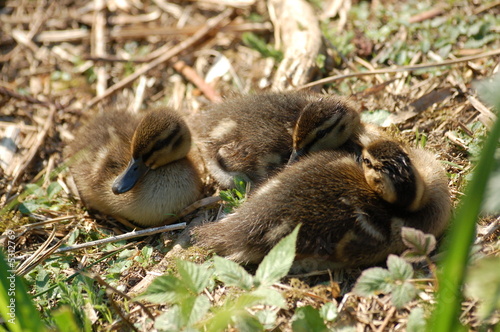 Duckling siblings