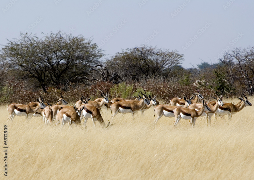 Herd Of Antelopes Herd Of Antelopes