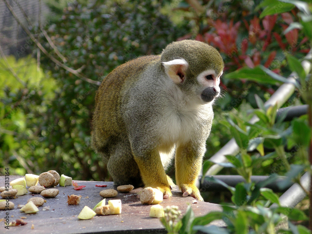 Obraz premium Squirrel Monkey