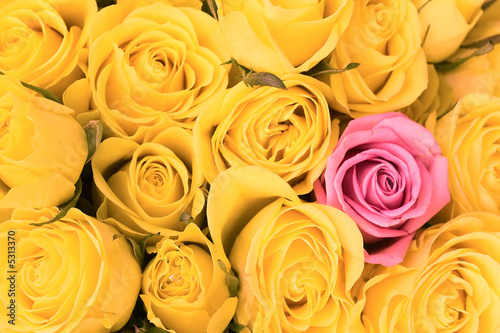 pink rose in  yellow roses  bunch  floral backgrounds  series