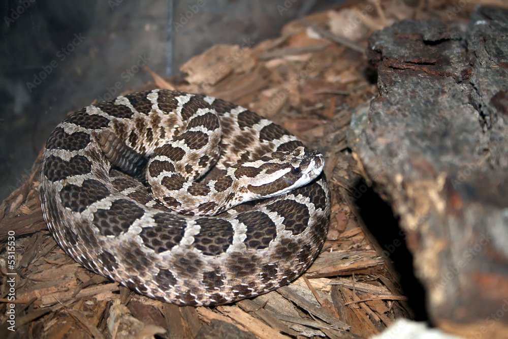 Obraz premium Massasauga rattlesnake