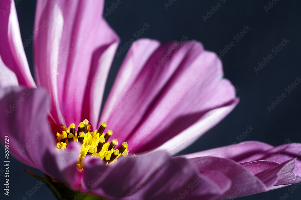 Cosmos del Japón Cosmos del Japón