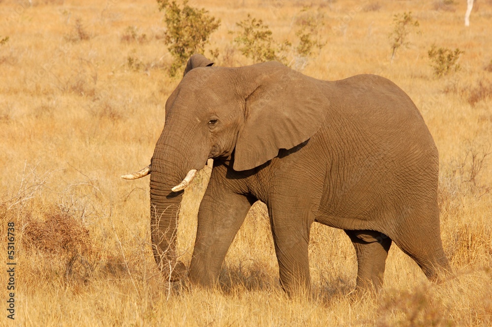 Obraz premium African Elephant