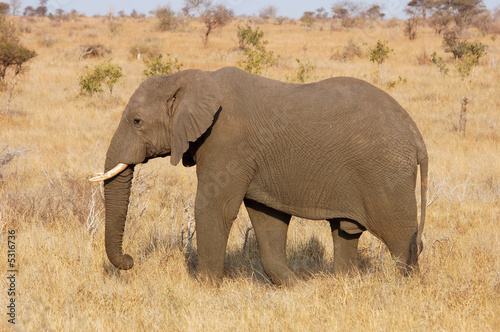 African Elephant © Chris Kruger