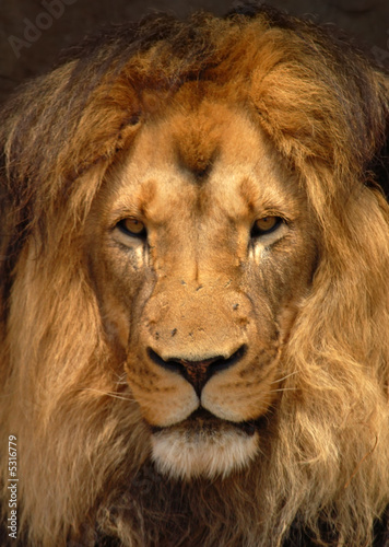 African Barbary Lion  Panthera Leo  Portrait view.