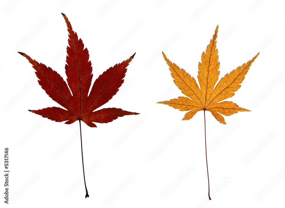 Two Autumn Japanese Maple Leaves Isolated on White Two Autumn Japanese Maple Leaves Isolated on White