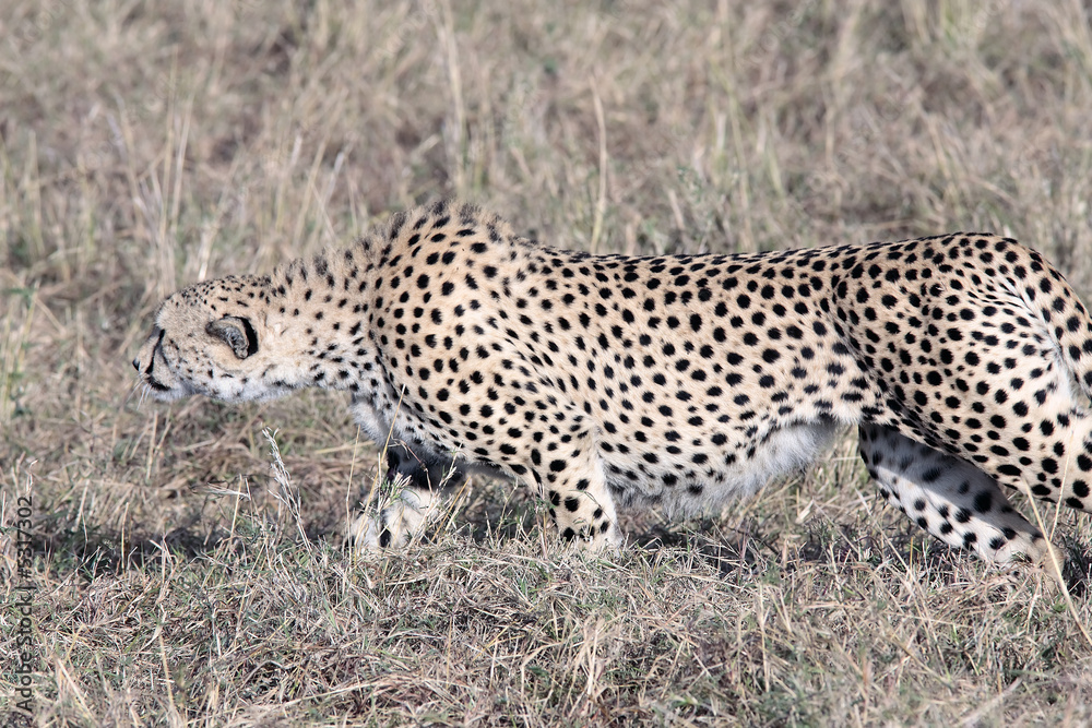 Cheetah