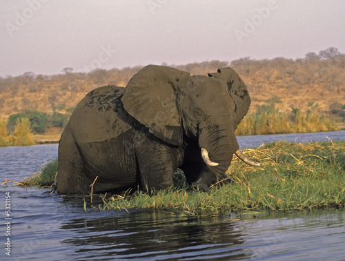 Africa-elephant in river