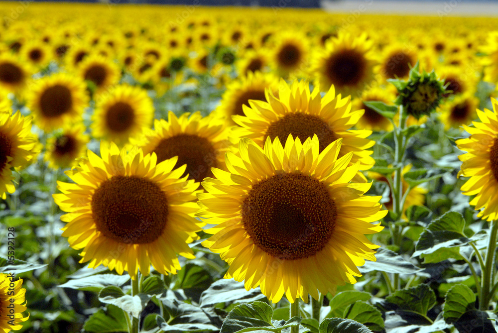 Fototapeta premium Flower of a sunflower