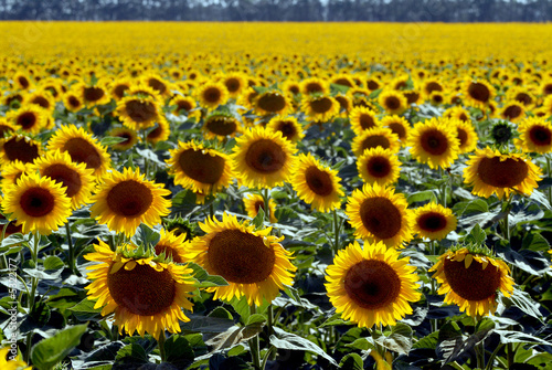 Flower of a sunflower