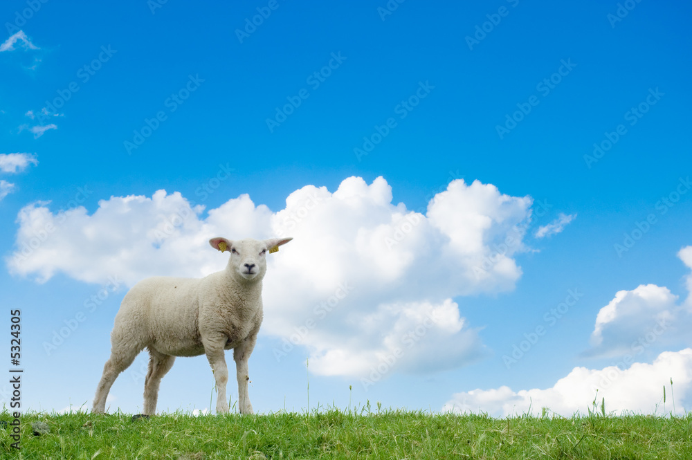 Obraz premium cute lamb