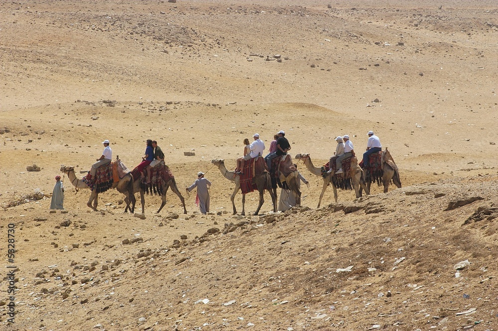Fototapeta premium view of camel at sahara - egypt