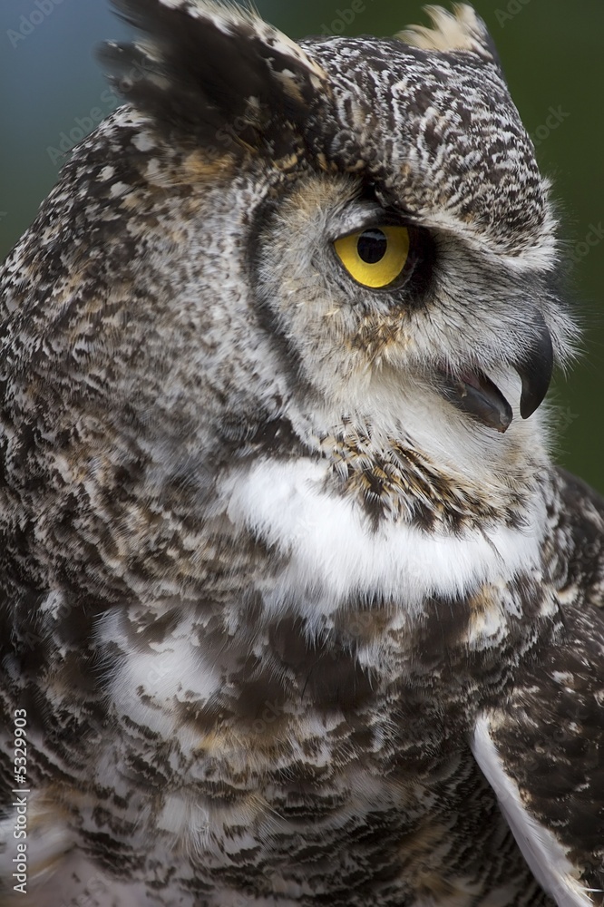 Obraz premium Great horned owl