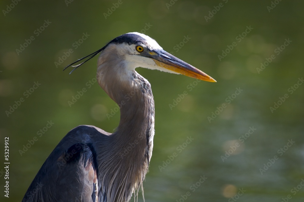 Great blue Heron