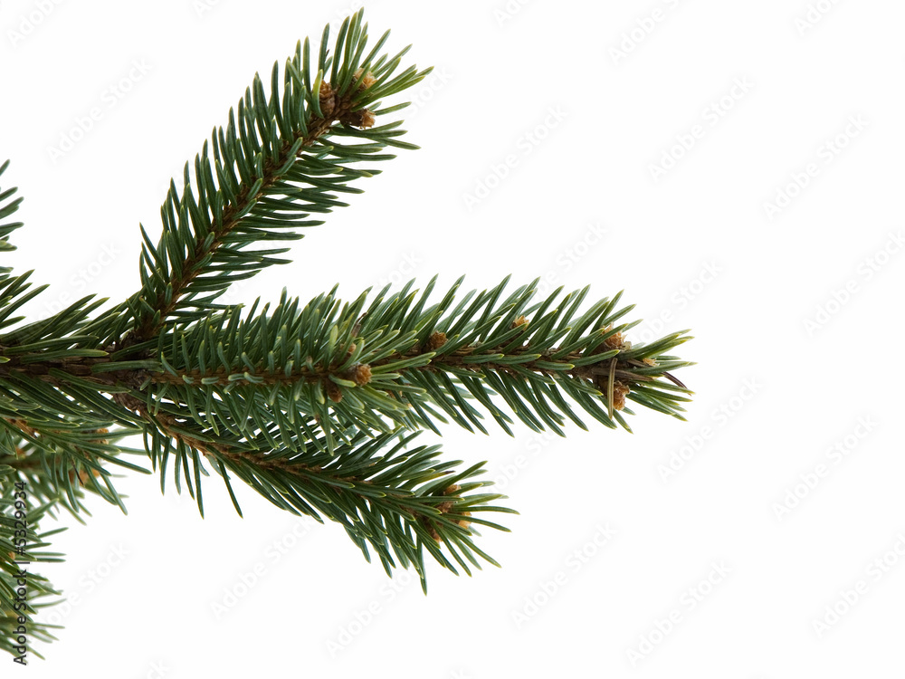 Christmas Tree Limb Christmas Tree Limb