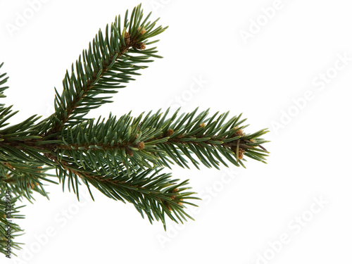 Christmas Tree Limb © Brent