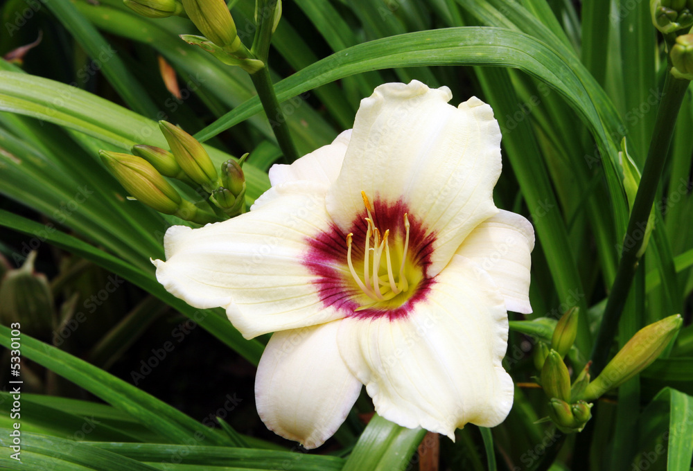 Fototapeta premium Flower