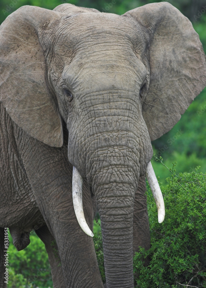 African Elephant Bull (Loxodonta africana) African Elephant Bull (Loxodonta africana)
