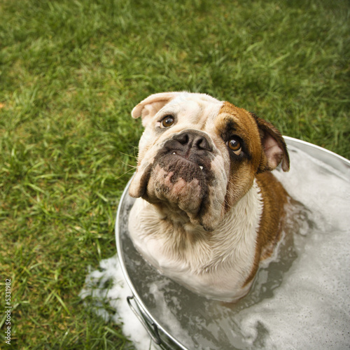 Bulldog in bath. © iofoto