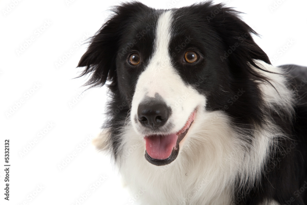 Happy sheepdog