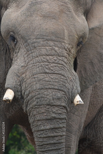 African Elephant Bull (Loxodonta africana)