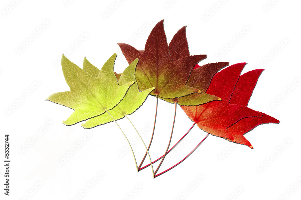 Fototapeta premium Autumn leaves on white background