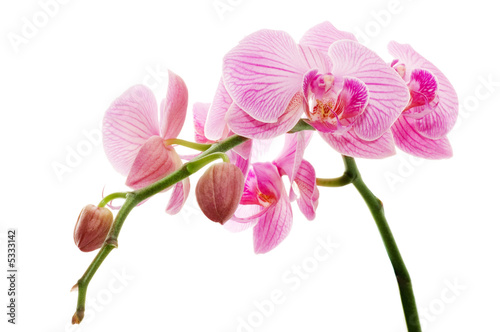 Orchid