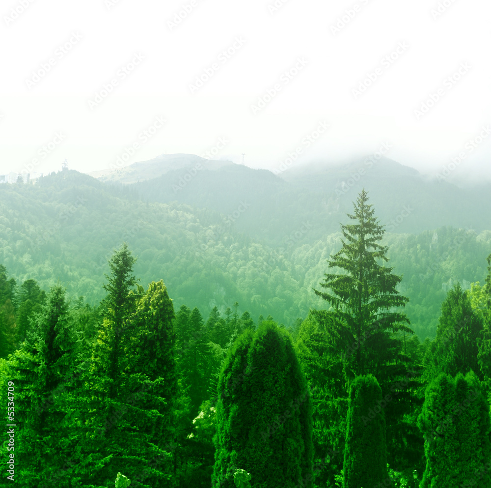 Fototapeta premium Green forest