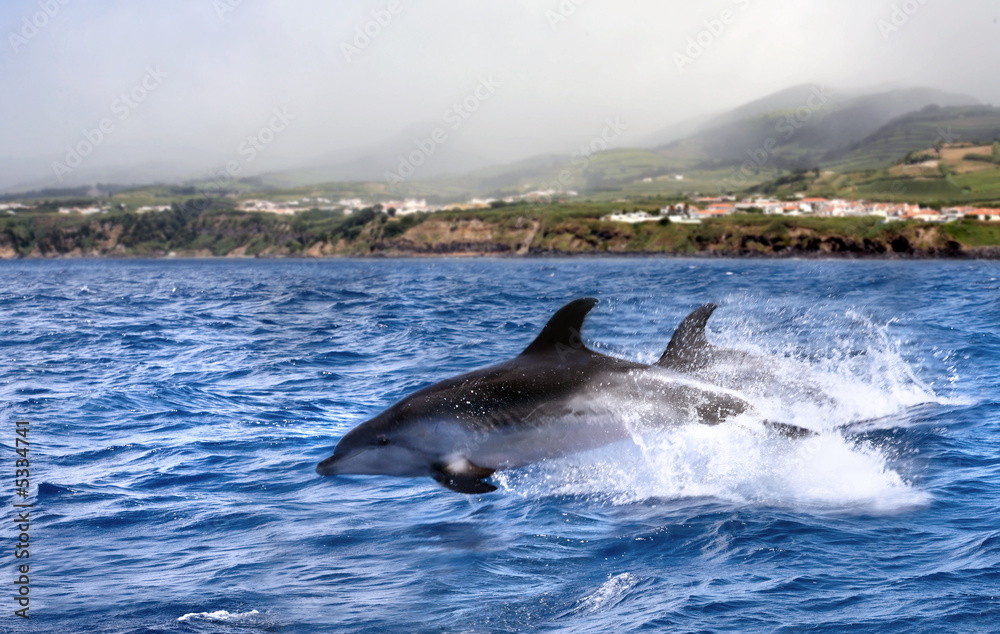 Obraz premium jumping dolphin