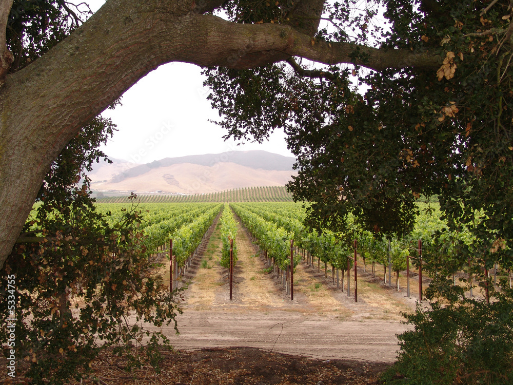 Fototapeta premium California Winery