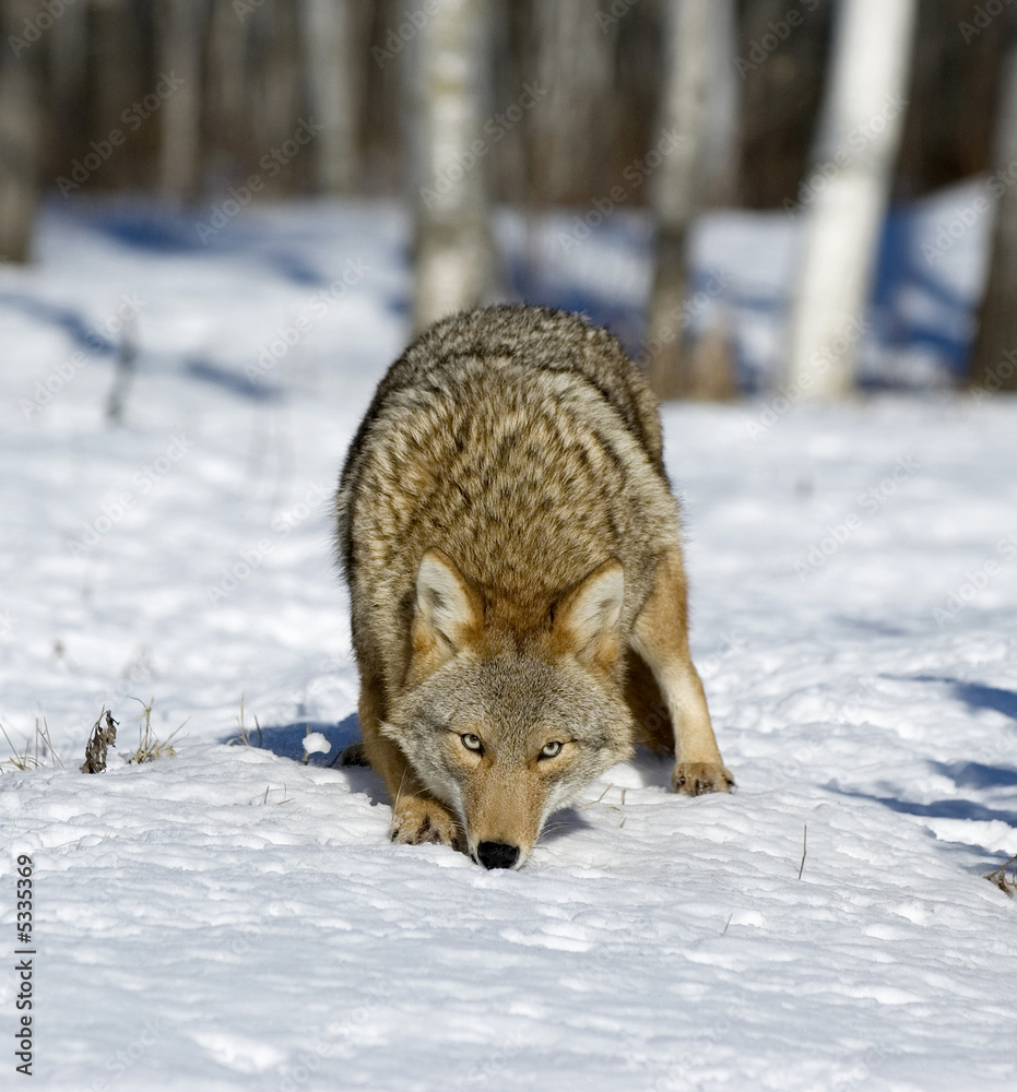 Obraz premium Coyote