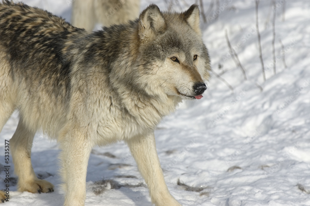 Wolf portrait