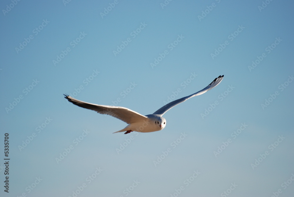 Obraz premium liberte fluidite