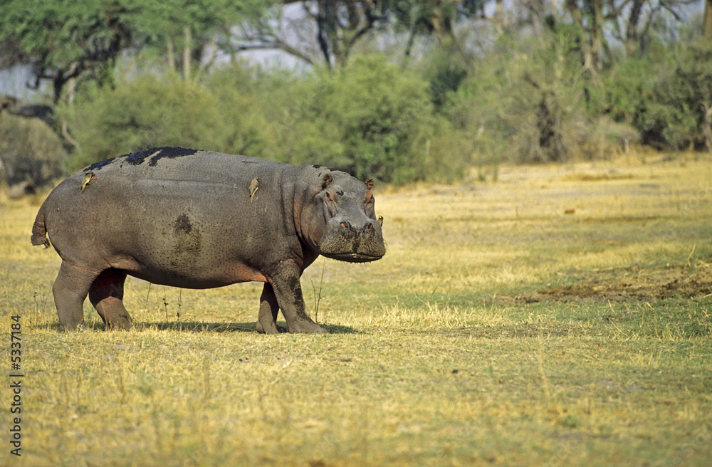 Hippopotamus glaring at the photographer Hippopotamus glaring at the photographer
