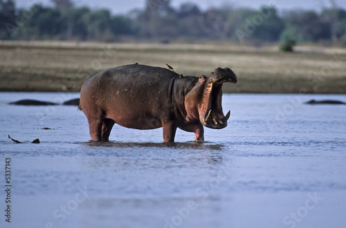 Africa-Hippopotamus threat display