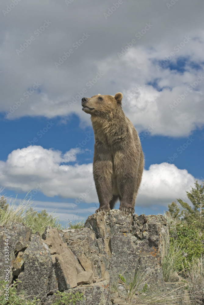 Fototapeta premium Grizzly bear on Montana ridge against blue sky