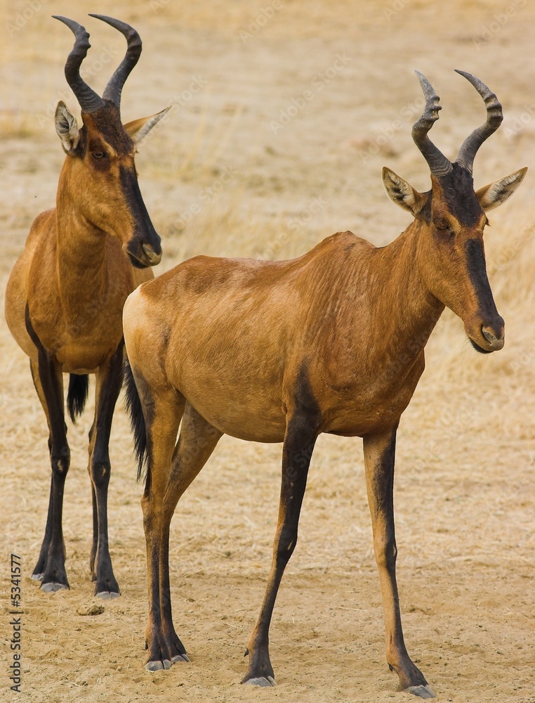 Fototapeta premium Red Hartebeest (Alcelaphus buselaphus)