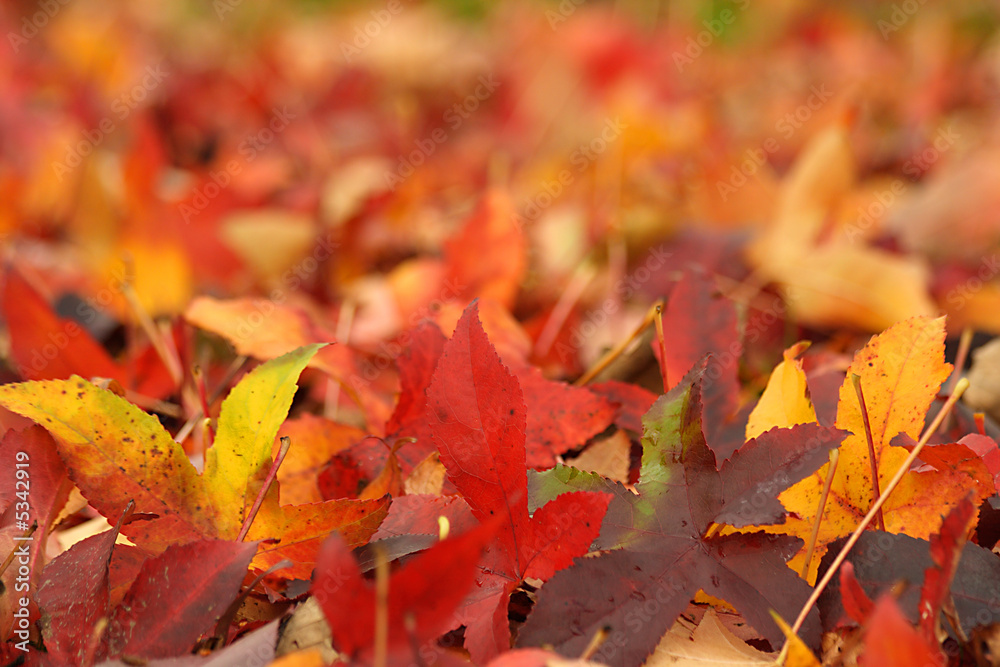 Autumn Maple leaves on the ground, swallow depth of field