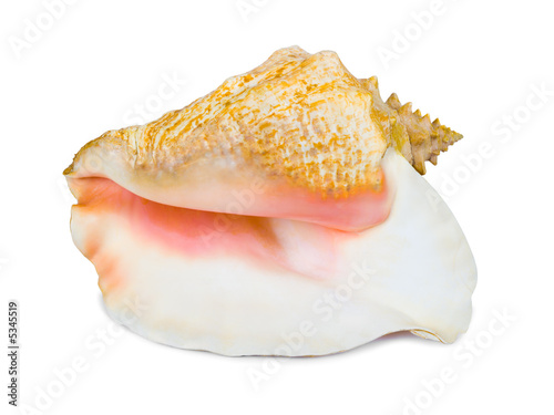 Big conch, close-up, isolated on white background