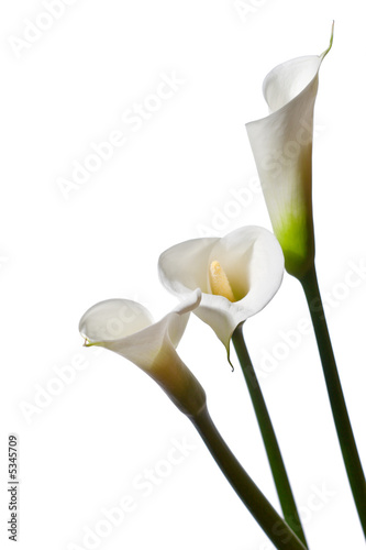 three calla lilies close-up, isolated on white background photo